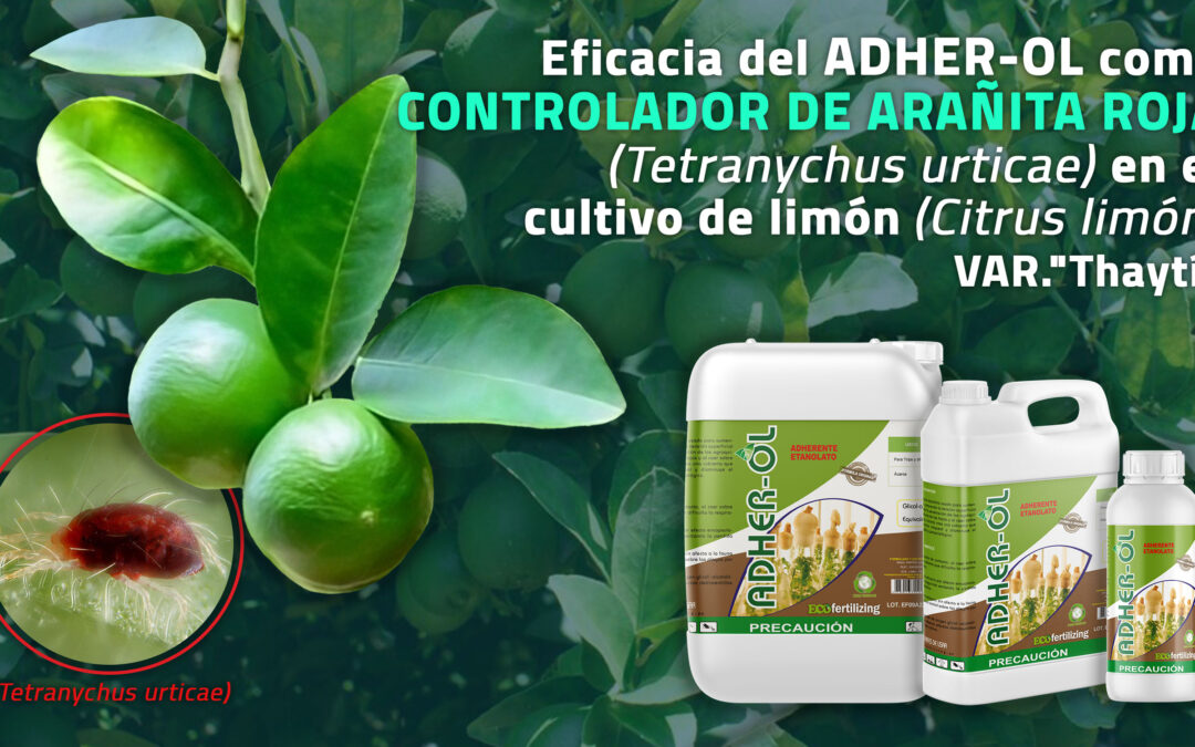 Informe final sobre la Eficacia del Adher-ol como CONTROLADOR de Arañita roja (Tetranychus urticae) en el cultivo de limón (Citrus limon) , VAR ”Thaytí”