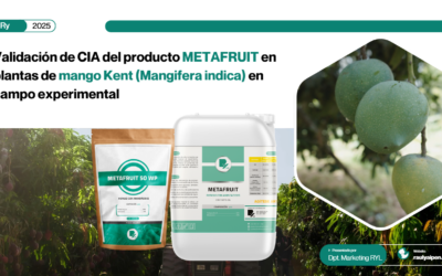 Validación de CIA del producto METAFRUIT en plantas de mango Kent (Mangifera indica) en campo experimental LIMAGRO