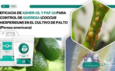 APLICACIÓN DE ADHER-OL y PAF 33 PARA CONTROLAR QUERESA (Coccus hesperidum) EN CULTIVO DE PALTO (Persea americana)