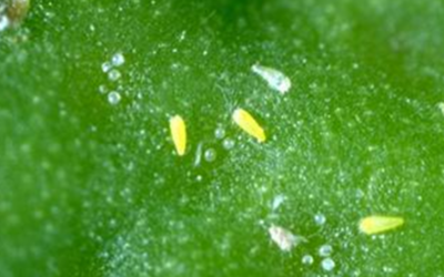 Phyllocoptruta-oleivora-@2000-regents-Univ-de-California