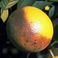 images (2)