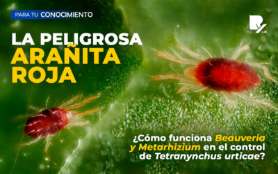 N° 0003: «LA PELIGROSA ARAÑITA ROJA»