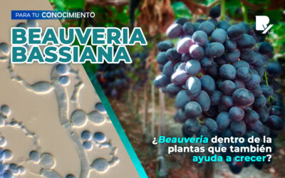 N° 0001: «BEAUVERIA BASSIANA»