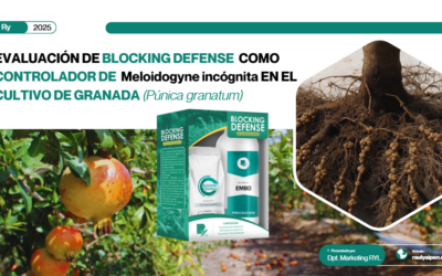 EVALUACIÓN DE BLOCKING DEFENSE COMO CONTROLADOR DE Meloidogyne incógnita EN EL CULTIVO DE GRANADA (Púnica granatum)