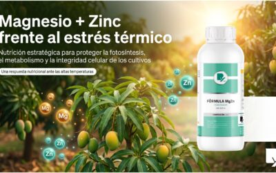 Efectos del magnesio y el zinc en la mitigación del estrés térmico en cultivos agrícolas