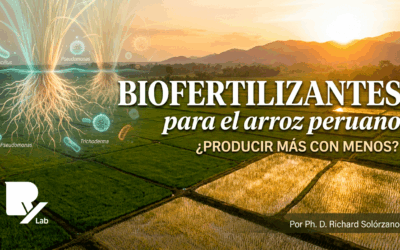 Biofertilizantes para el arroz peruano ¿Se puede producir más con menos?